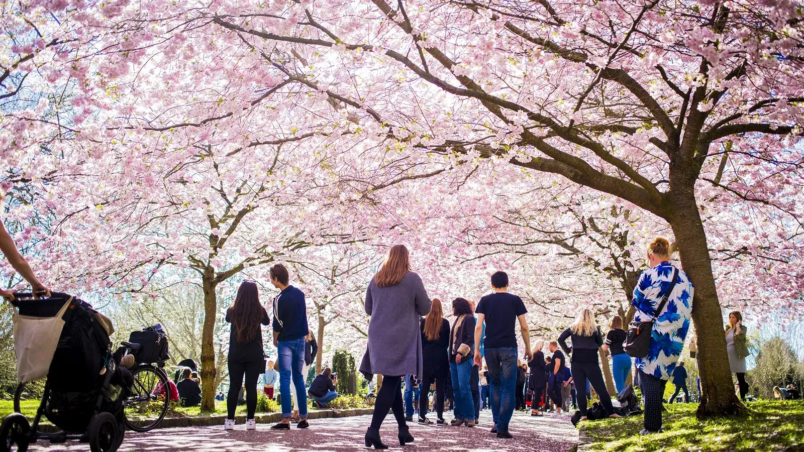 Visitors walking beneath cherry blossoms in spring