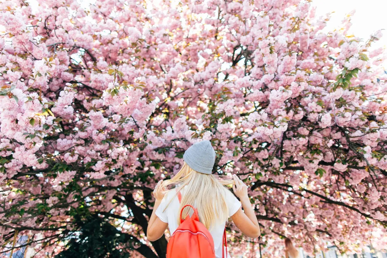 Person standing beneath pink cherry blossoms in spring