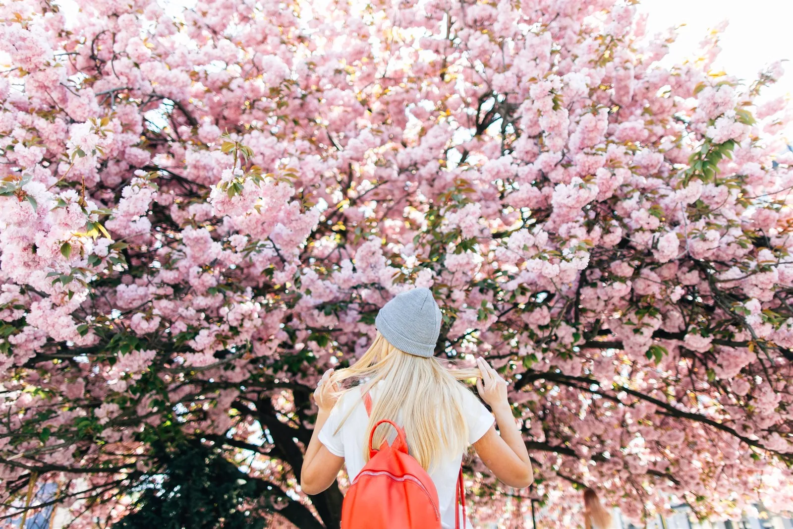 Person standing beneath pink cherry blossoms in spring