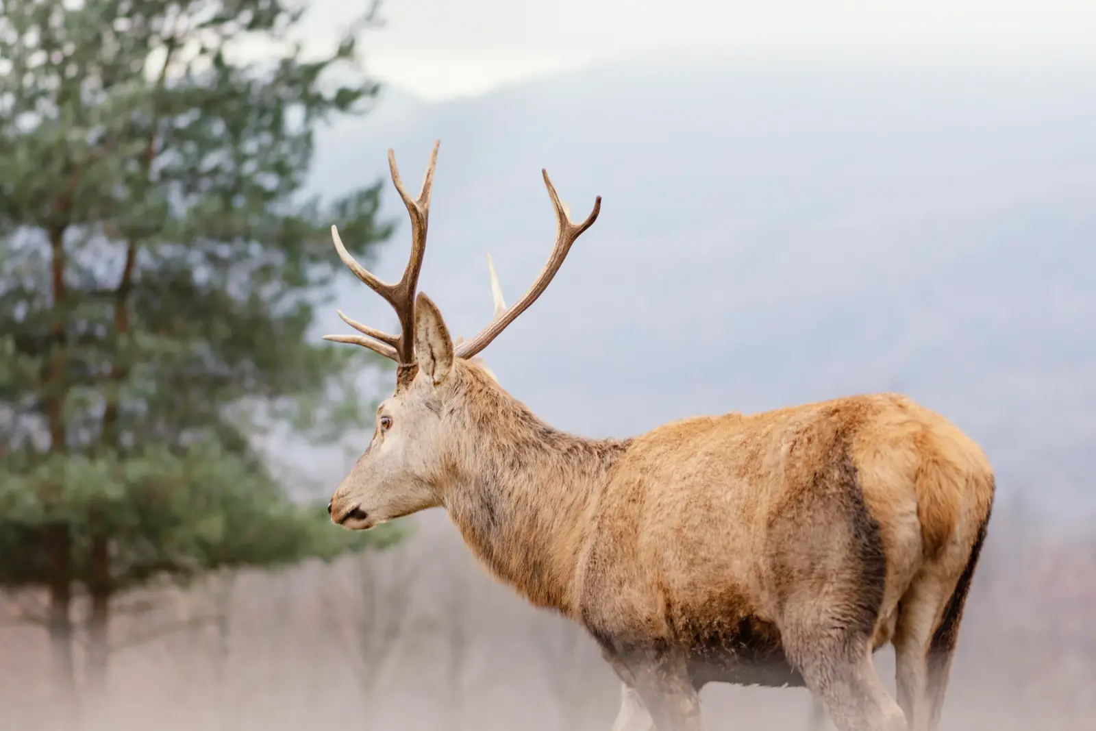 Antlered deer at Skansen in profile against a soft natural backdrop